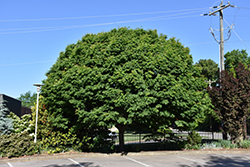 City Sprite Zelkova (Zelkova serrata 'JFS-KW1') at Lakeshore Garden Centres