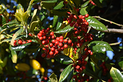 Whoa Nellie Holly (Ilex 'Whoa Nellie') at Lakeshore Garden Centres