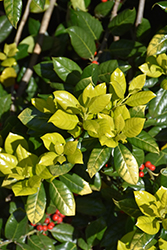 Whoa Nellie Holly (Ilex 'Whoa Nellie') at Lakeshore Garden Centres