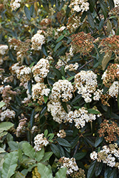 Decker Prague Viburnum (Viburnum x pragense 'Decker') at Lakeshore Garden Centres