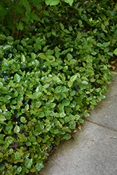 Hatsuyuki Asian Jasmine (Trachelospermum asiaticum 'Hatsuyuki') at Lakeshore Garden Centres