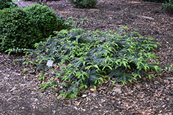 Chinese Plum Yew (Cephalotaxus fortunei) at Lakeshore Garden Centres