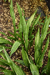 Nagoya Stars Cast Iron Plant (Aspidistra oblanceifolia 'Nagoya Stars') at Lakeshore Garden Centres