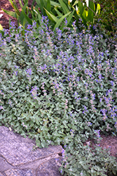 Early Bird Catmint (Nepeta 'Early Bird') at Lakeshore Garden Centres
