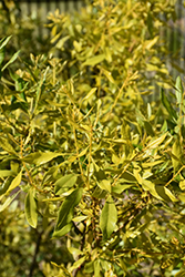 Soleil Southern Wax Myrtle (Myrica cerifera 'Soleil') at Lakeshore Garden Centres