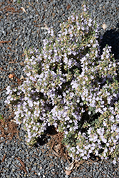 False Rosemary (Conradina canescens) at Lakeshore Garden Centres