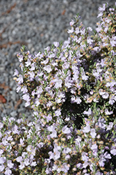 False Rosemary (Conradina canescens) at Lakeshore Garden Centres