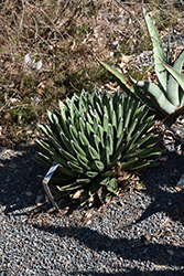 Porcupine Queen Victoria Agave (Agave victoriae-reginae 'Porcupine') at Lakeshore Garden Centres
