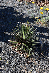 Chahuiqui Agave (Agave multifilifera) at Lakeshore Garden Centres