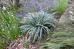 La Canada Eryngium (Eryngium 'La Canada') at Lakeshore Garden Centres