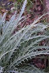 La Canada Eryngium (Eryngium 'La Canada') at Lakeshore Garden Centres