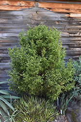 Lemonade Japanese Cedar (Cryptomeria japonica 'Lemonade') at Lakeshore Garden Centres