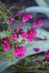 Dark Dancer Sage (Salvia 'Dark Dancer') at Lakeshore Garden Centres