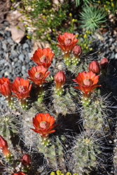 Mexican Claret Cup (Echinocereus coccineus) at Lakeshore Garden Centres