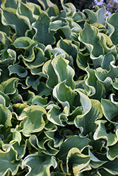 Shadowland Wheee! Hosta (Hosta 'Wheee!') at Mainescape Nursery