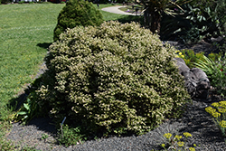 Darrow's Blueberry (Vaccinium darrowii) at Lakeshore Garden Centres