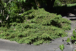Maxwell's Spruce (Picea abies 'Maxwellii') at Lakeshore Garden Centres
