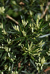 Okina Variegated Japanese Yew (Podocarpus macrophyllus 'Okina') at Lakeshore Garden Centres