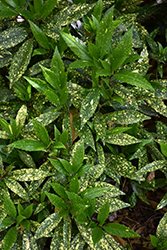 Mr. Wonderful Aucuba (Aucuba japonica 'Mr. Wonderful') at Lakeshore Garden Centres