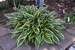 First Lady Hosta (Hosta 'First Lady') at Lakeshore Garden Centres