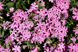 Short And Sweet Wild Pink (Silene caroliniana 'Short And Sweet') at Lakeshore Garden Centres