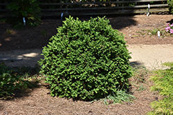 Gordo Boxwood (Buxus 'Conrowe') at Lakeshore Garden Centres
