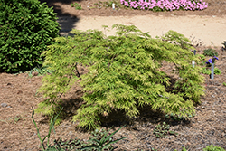 Lemon Chiffon Japanese Maple (Acer palmatum 'Lemon Chiffon') at Lakeshore Garden Centres
