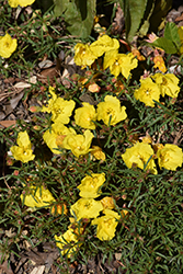 Prairie Lode Sundrops (Oenothera serrulata 'Prairie Lode') at Lakeshore Garden Centres