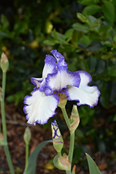 American Classic Iris (Iris 'American Classic') at Lakeshore Garden Centres