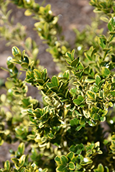 Borderline Boxwood (Buxus sempervirens 'Borderline') at Lakeshore Garden Centres