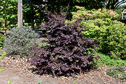 Jazz Hands Bold Fringeflower (Loropetalum chinense 'Kurenai Daiou') at Lakeshore Garden Centres
