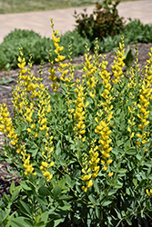 Screamin' Yellow False Indigo (Baptisia 'Screamin' Yellow') at Lakeshore Garden Centres