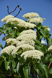 June Snow Giant Dogwood (Cornus controversa 'June Snow-JFS') at Lakeshore Garden Centres