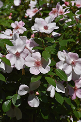 The Charlatan Rose (Rosa 'Meiguimov') at Lakeshore Garden Centres