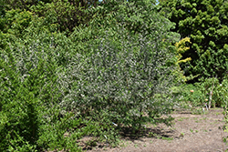 David Pagoda Tree (Sophora davidii) at Lakeshore Garden Centres