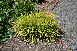 Pee Dee Gold Ingot Lily Turf (Liriope muscari 'Pee Dee Gold Ingot') at Lakeshore Garden Centres