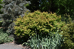 Saiho Japanese Maple (Acer palmatum 'Saiho') at Lakeshore Garden Centres