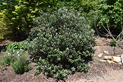 Kawatiri Pineapple Guava (Acca sellowiana 'Kawatiri') at Lakeshore Garden Centres