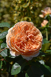 Crown Princess Margareta Rose (Rosa 'Crown Princess Margareta') at Lakeshore Garden Centres