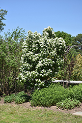 Tokyo Tower Chinese Fringetree (Chionanthus retusus 'Tokyo Tower') at Lakeshore Garden Centres