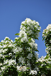 Tokyo Tower Chinese Fringetree (Chionanthus retusus 'Tokyo Tower') at Lakeshore Garden Centres