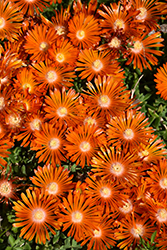 Ocean Sunset Orange Vibe Ice Plant (Delosperma 'T18-2') at Lakeshore Garden Centres
