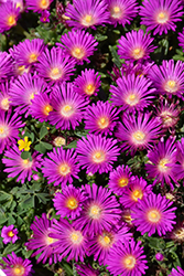 Ocean Sunset Violet Ice Plant (Delosperma 'T18-5') at Lakeshore Garden Centres
