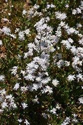 Petit Henri Ragged Robin Campion (Lychnis flos-cuculi 'IFLYPH') at Lakeshore Garden Centres