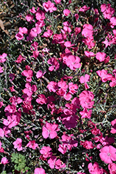 Beauties Sasha Pinks (Dianthus 'Sasha') at Lakeshore Garden Centres