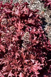 Ruby Tuesday Coral Bells (Heuchera 'Ruby Tuesday') at Lakeshore Garden Centres