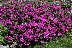 Homestead Hot Pink Verbena (Verbena 'Homestead Hot Pink') at Lakeshore Garden Centres