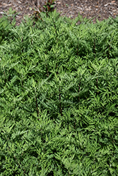 SunFern Olympia Russian Wormwood (Artemisia gmelinii 'Balfernlym') at Golden Acre Home & Garden