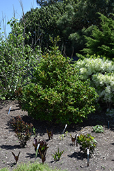 Philip Watson Holly (Ilex 'Philip Watson') at Lakeshore Garden Centres