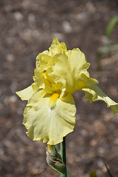 Lilla Iris (Iris 'Lilla') at Lakeshore Garden Centres